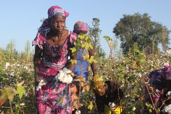 Nos activités : accompagnement producteurs, égrenage, huilerie, etc.