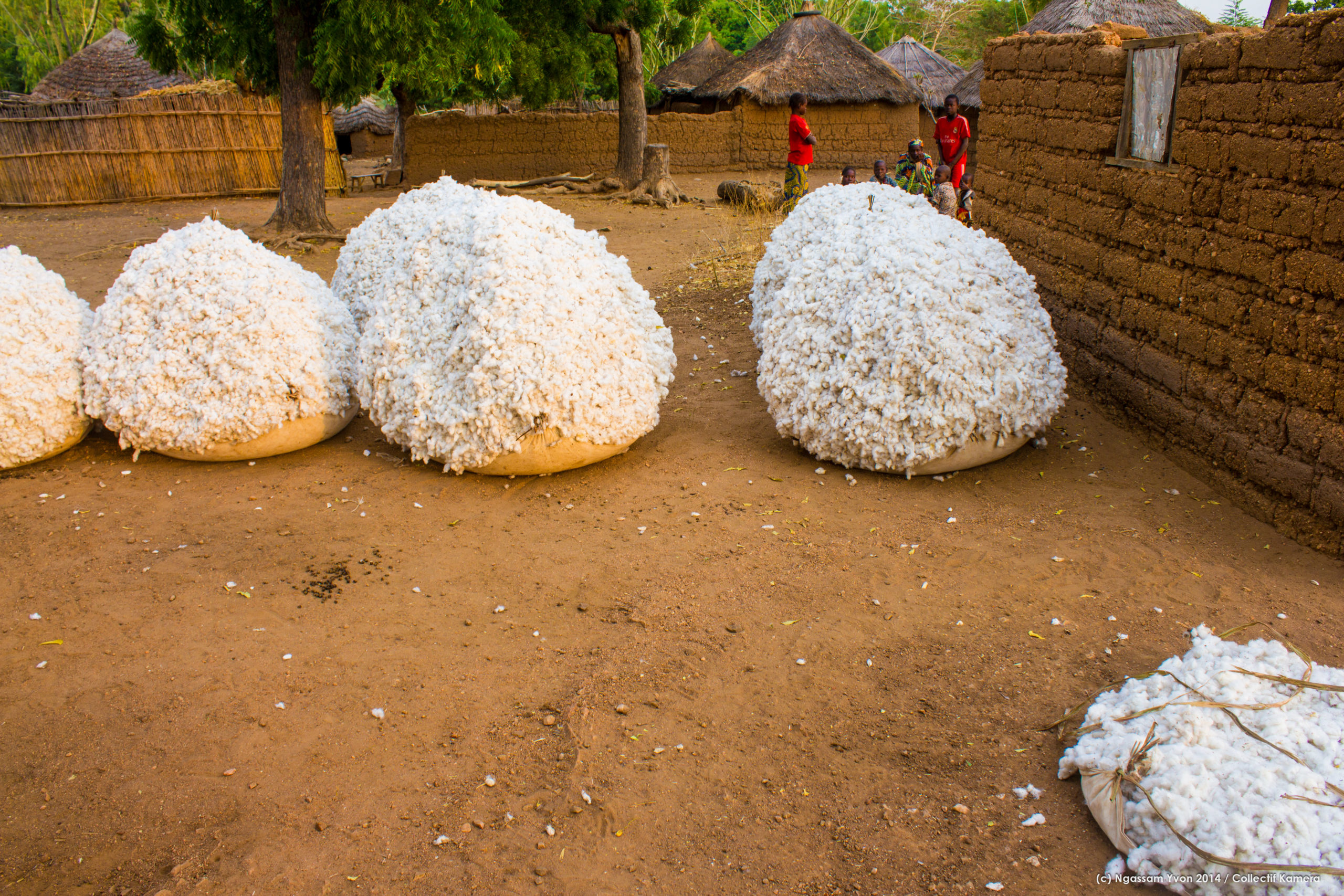 Initiative pour la restauration des sols dégradés dans la zone cotonnière