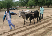 Reportage sur la session de formation à Kaélé sur les techniques d’amélioration des Rendements Agricoles