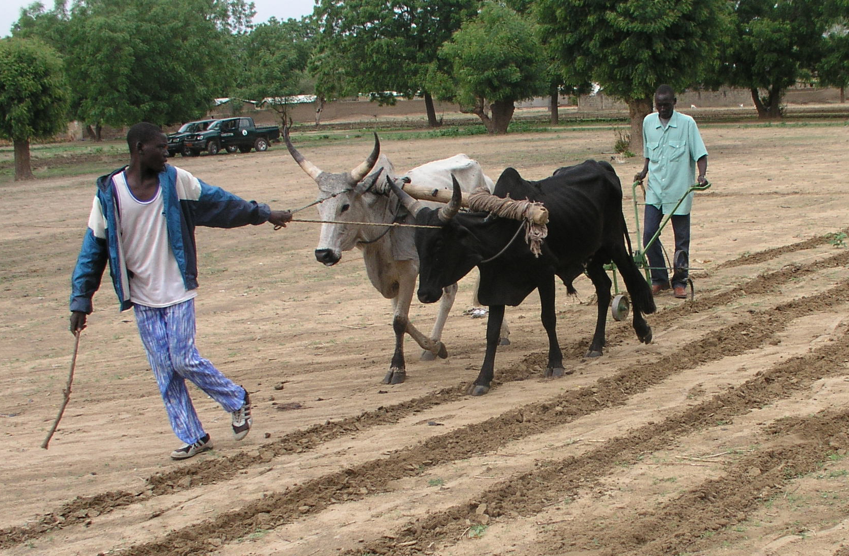 Reportage sur la session de formation à Kaélé sur les techniques d’amélioration des Rendements Agricoles