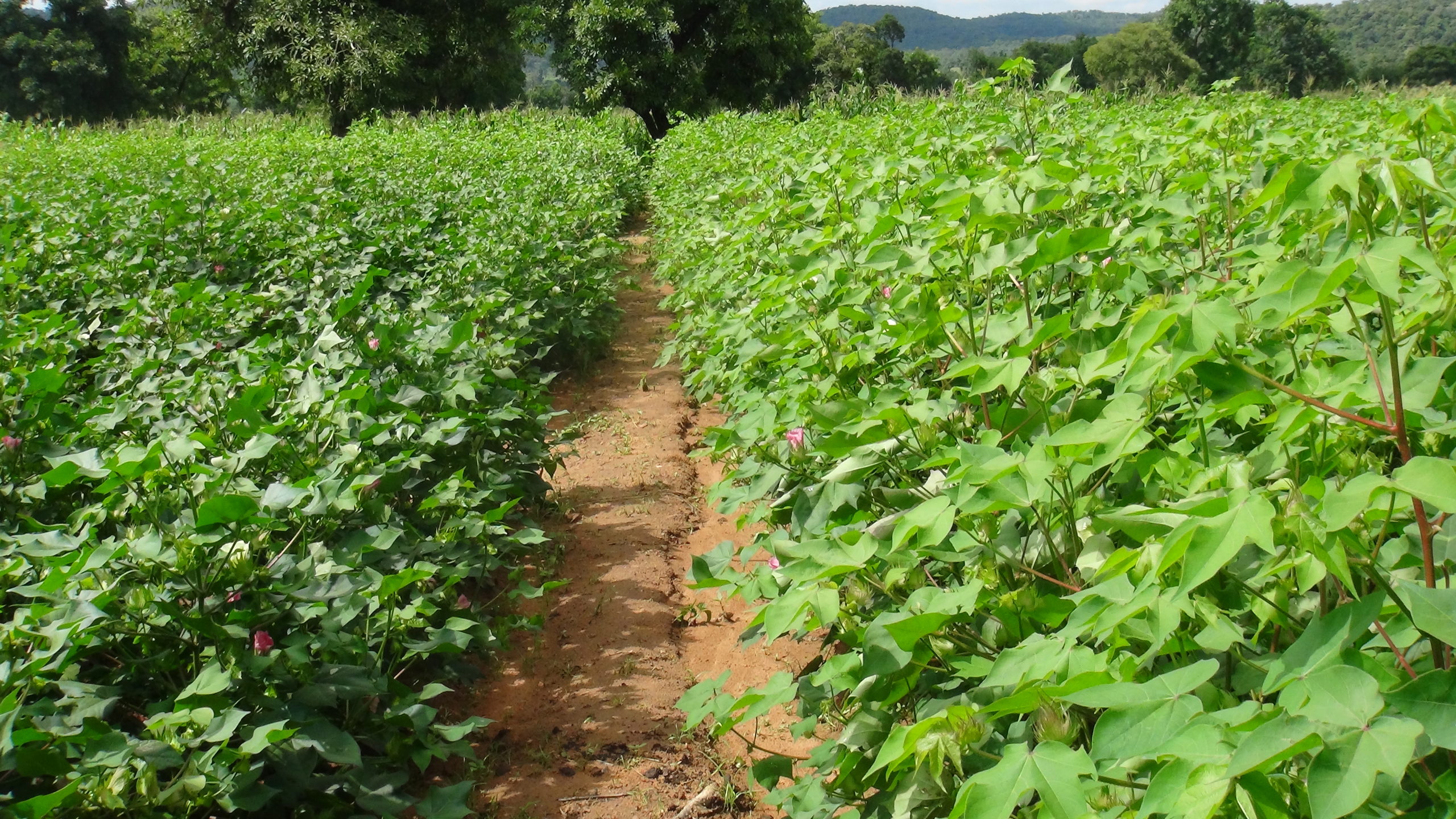 Récolte de coton dans les localités de la Région cotonnière de Touboro