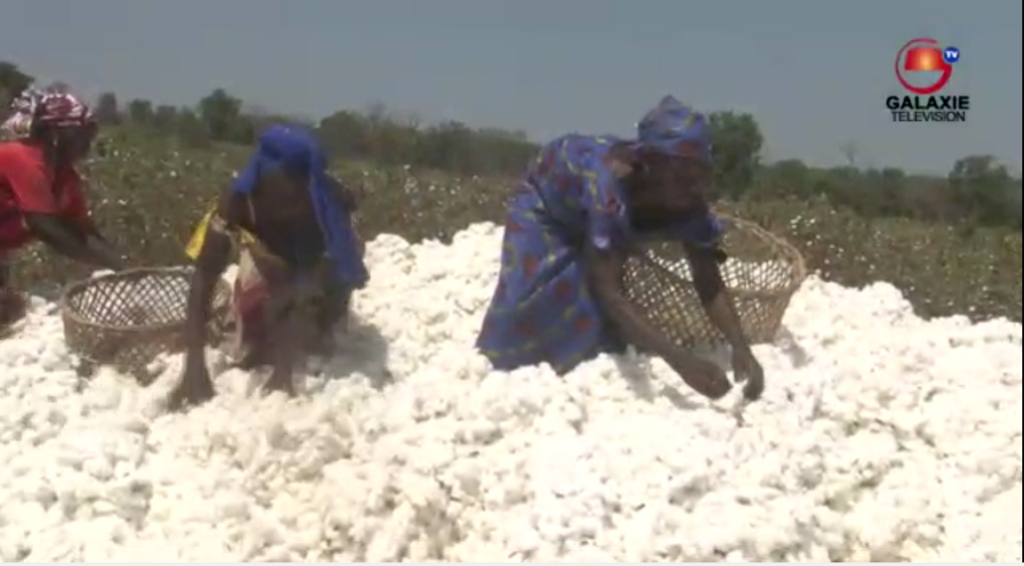 Récolte de coton dans les localités de la Région cotonnière de Touboro