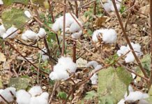 Reportage sur l’alphabétisation des producteurs de Coton