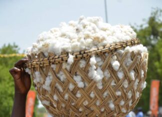 Fête du Travail : Les employés de la Sodecoton célèbrent leur contribution au développement de la zone cotonnière..